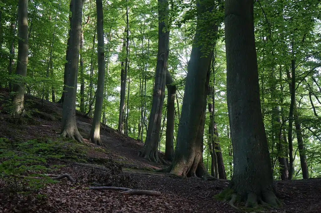 Park Jaskowej Doliny dans le quartier de Wrzeszcz à Gdansk.