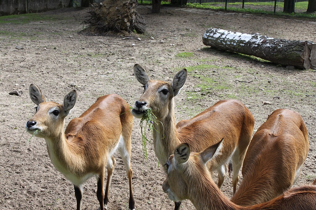 Kobus leche dans le Zoo d'Oliwa à Gdansk - Photo de Crusier - Licence ccbysa 3.0