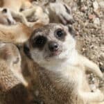 Zoo d’Oliwa à Gdańsk : L’un des plus vastes de Pologne
