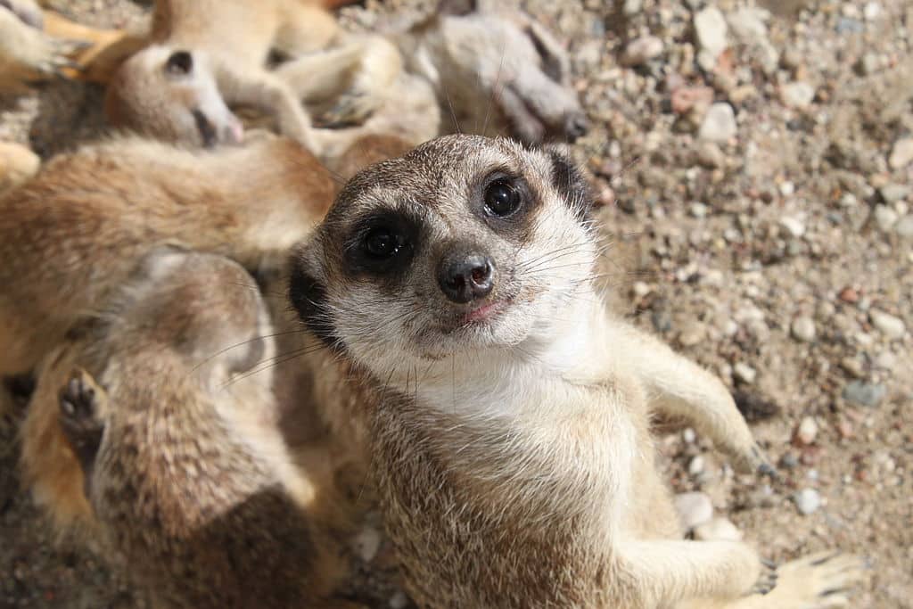 Suricates dans le Zoo d'Oliwa à Gdansk - Photo de Crusier - Licence ccbysa 3.0