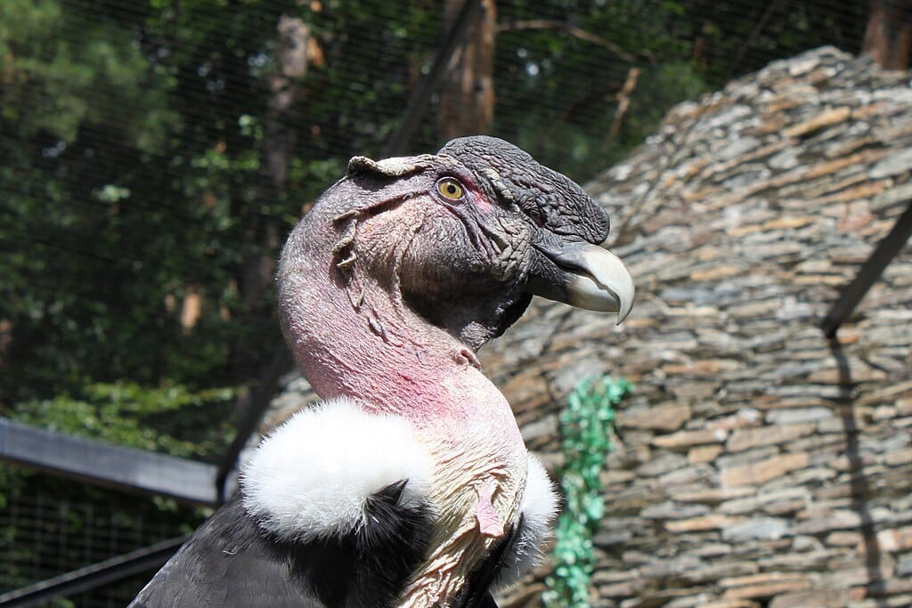 Condor dans le Zoo d'Oliwa à Gdansk - Photo de Crusier - Licence ccbysa 3.0