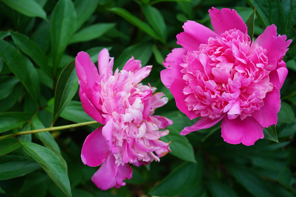 Pivoines dans le Parc d'Oliwa à Gdansk.