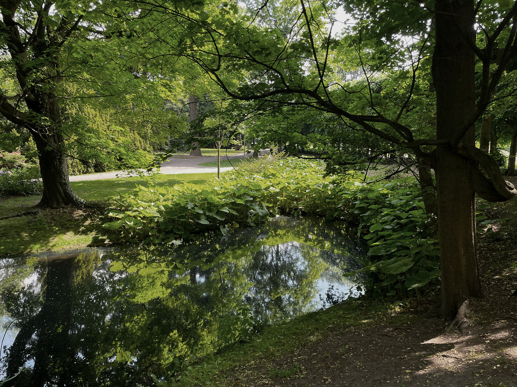 Petasites du Japon au bord d'un plan d'eau le Parc d'Oliwa à Gdansk.