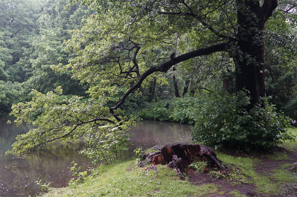 Arbre dans le parc d'Oliwa à Gdansk.