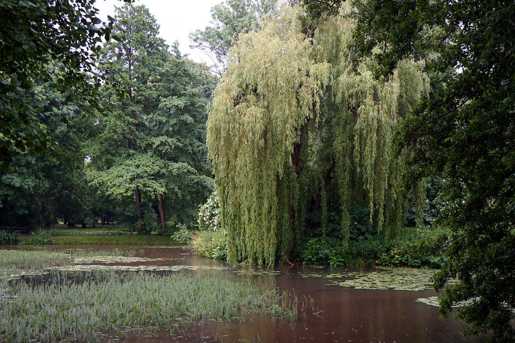 Ambiance de jardin anglais dans le parc Oliwa à Gdansk.