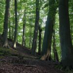 Parc paysager de la Tricité : sentiers de randonnée entre Gdańsk, Sopot et Gdynia