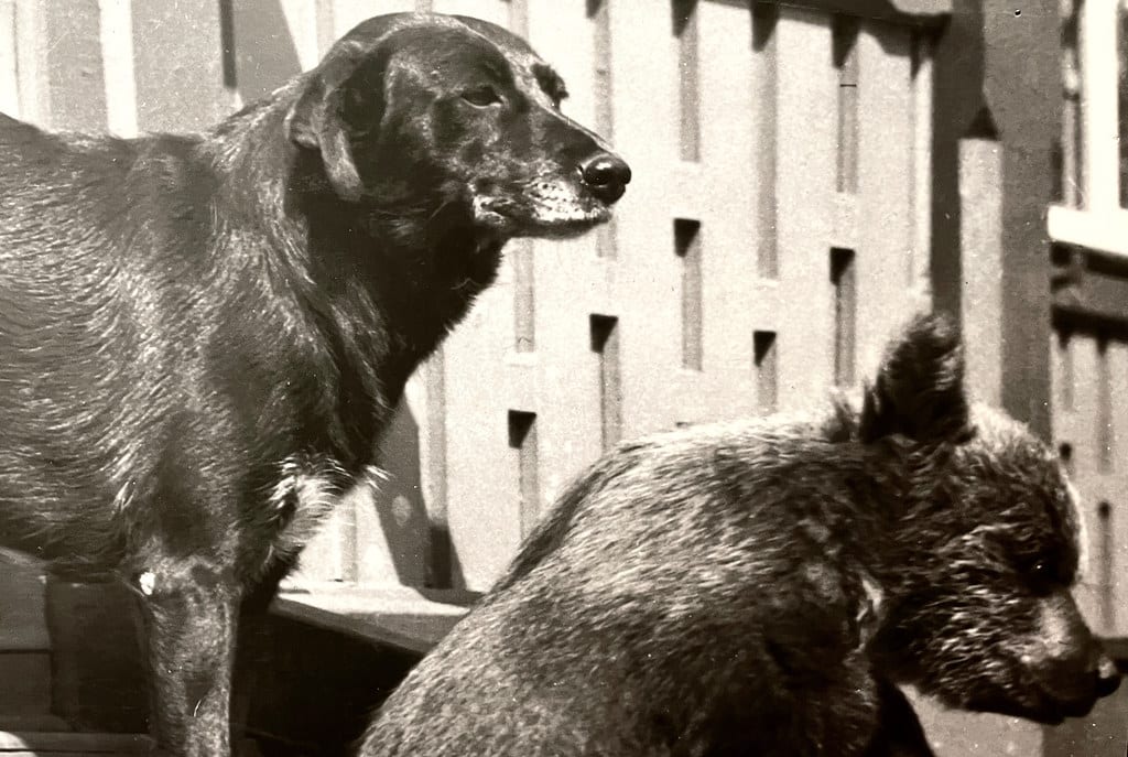 Amitié entre un chien et ours dans le zoo de Gdansk.
