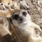 Zoo d’Oliwa à Gdańsk : L&rsquo;un des plus vastes de Pologne