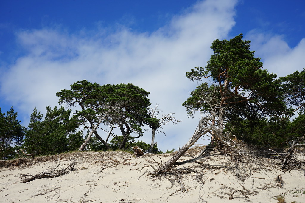 Erosion sur une dune côté baie.