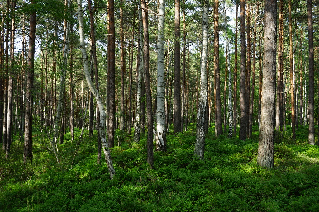 Forêts de pins, fougères, myrtilles et bouleaux.