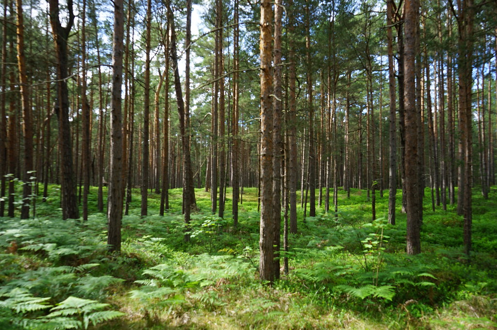 Forêts de pins, fougères, myrtilles et bouleaux.
