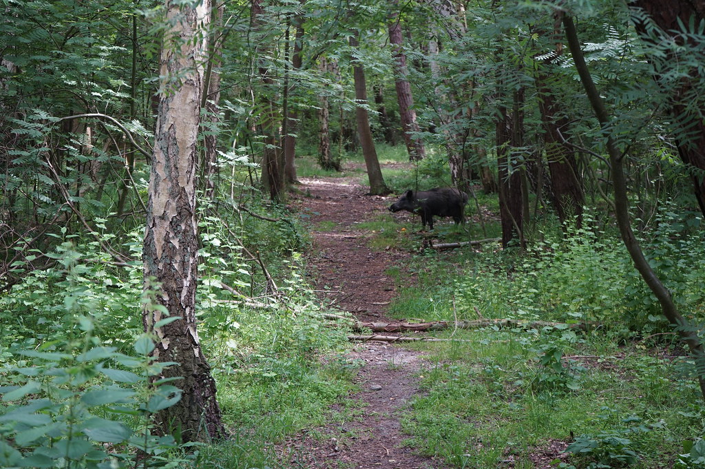 Sanglier dans la forêt autour de Hel.