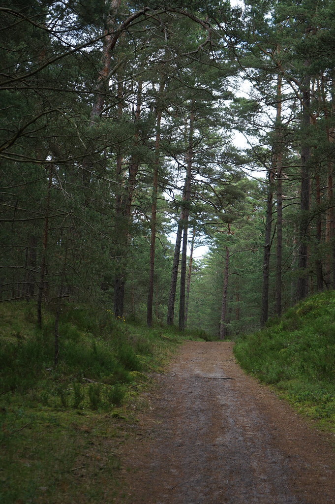 Sur un sentier de forêt sur la Presqu'ïle de Hel.