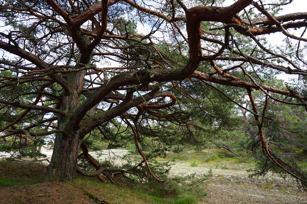 "Totem" dans la Réserve Naturelle des dunes de Hel.