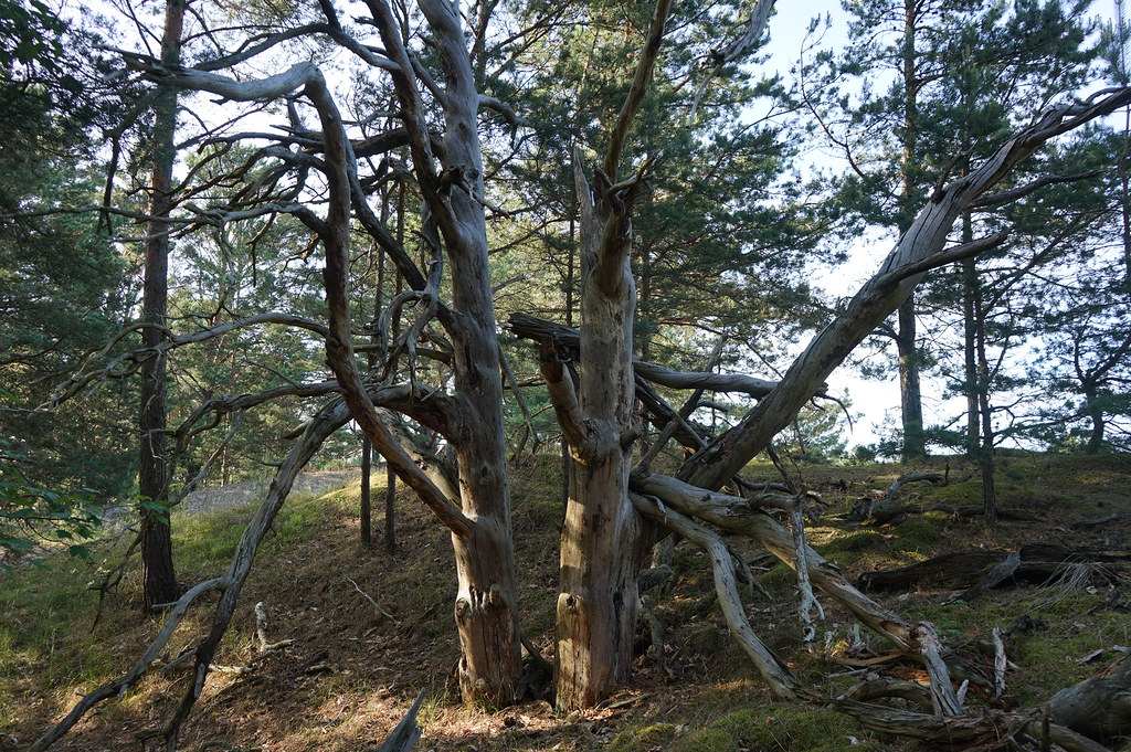 "Totem" dans la Réserve Naturelle des dunes de Hel.
