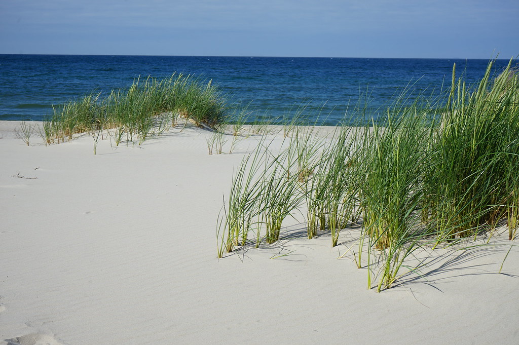 Végétation dans la Réserve Naturelle des dunes de Hel.