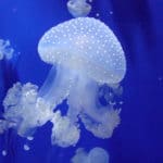 Aquarium de Gênes, l&rsquo;un des plus grands d&rsquo;Europe [Port]