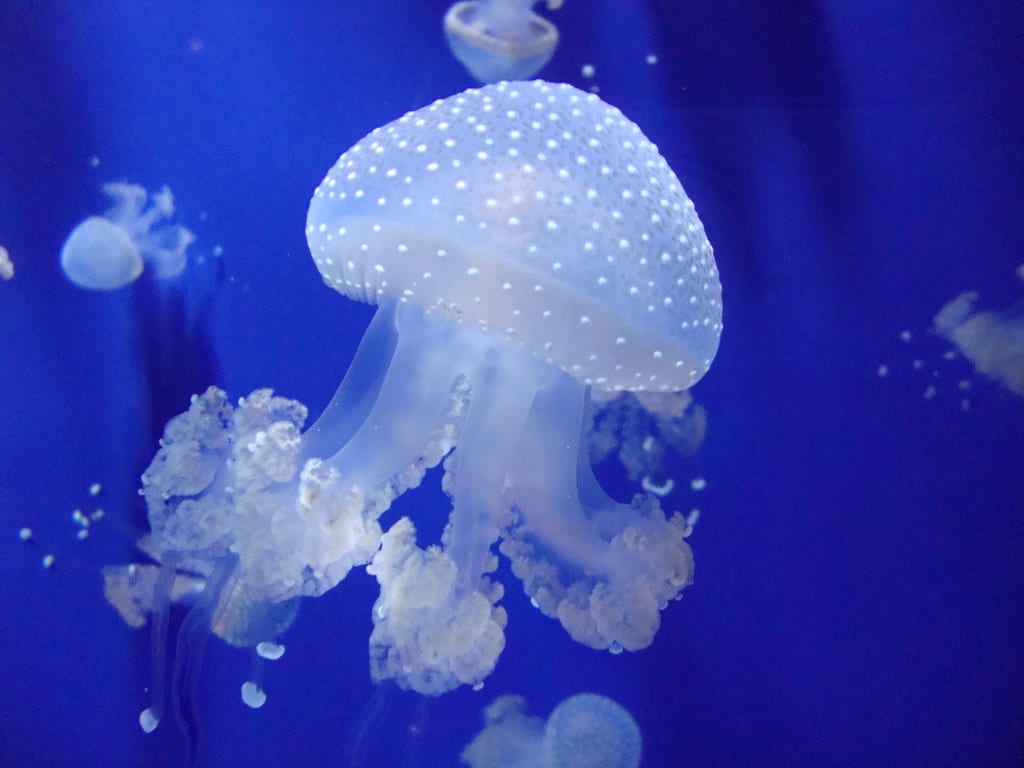 Insolite : Méduse à pois australienne (Phyllorhiza punctata) dans l’aquarium de Gênes.