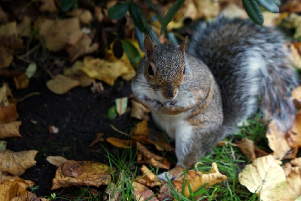 Ecureuil du jardin botanique de Glasgow aussi vaillant que Christophe Lambert dans Highlander.