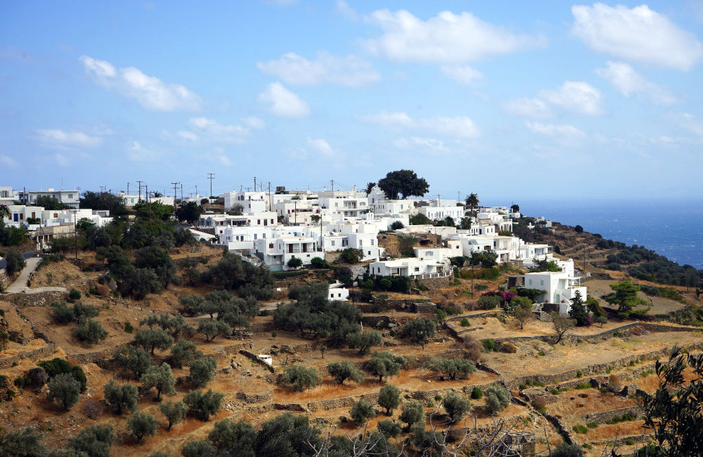 Oliviers en terrasse au pied d'Apollonia, la ville principale de Sifnos. Une grosse bourgade constituée de maisons blanchies à la chaux occupant le sommet des collines.