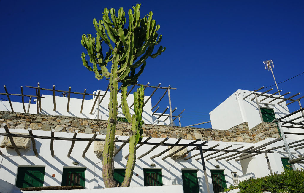 Cactus de plusieurs mètres dans le village de Faros à Sifnos (Grèce).