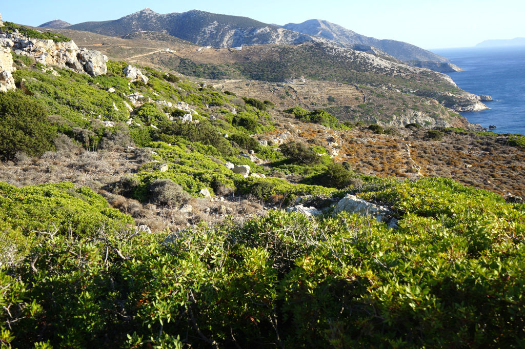 Paysage de Sifnos, la pierre alterne avec un maquis et des buissons aux couleurs variées, de différentes teintes de verts à des niveaux de gris ou même orangers.