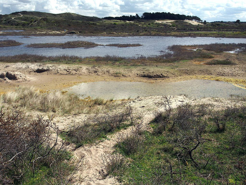 Dunes et Mer du Nord au Parc National Zuid Kennemerland - Photo d'Alf van Beem