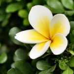 Météo Hanoi : Prévision à 15 jours, climat & quand venir ?