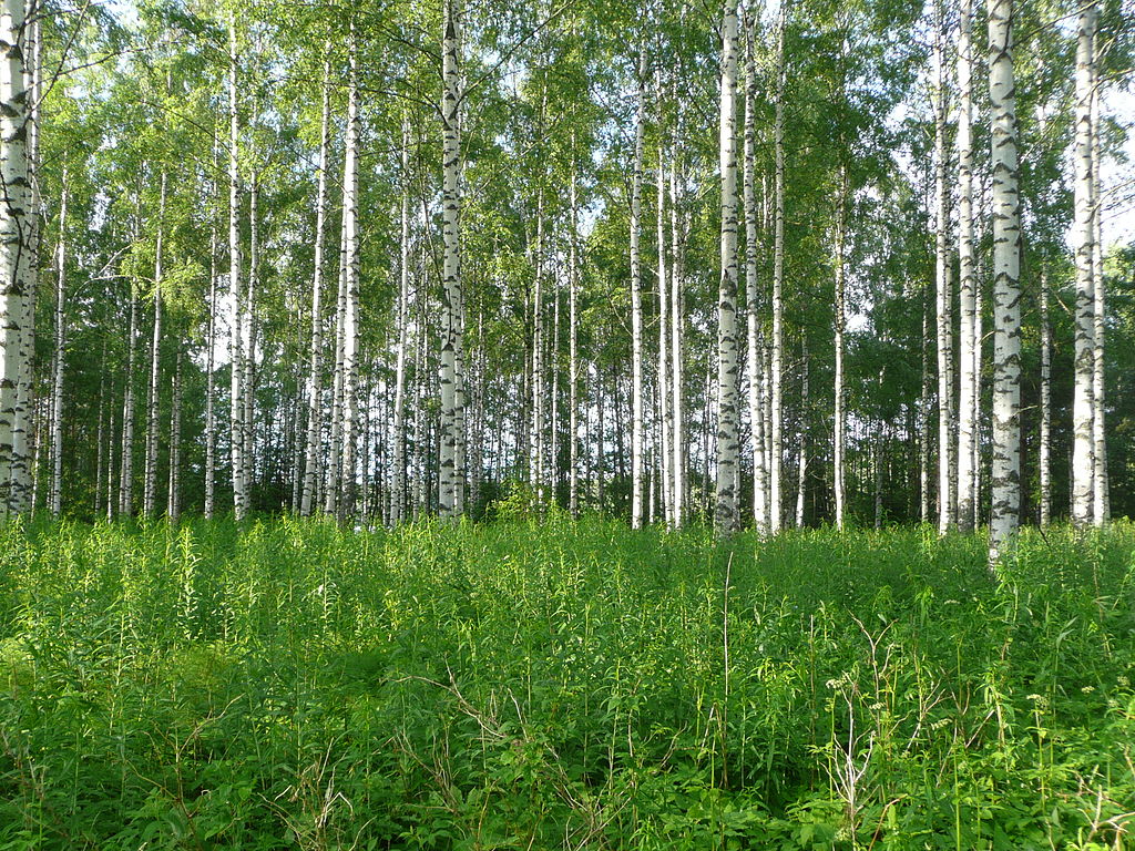 Paysage de Finlande : Forêt de bouleaux - Photo de Jrichert