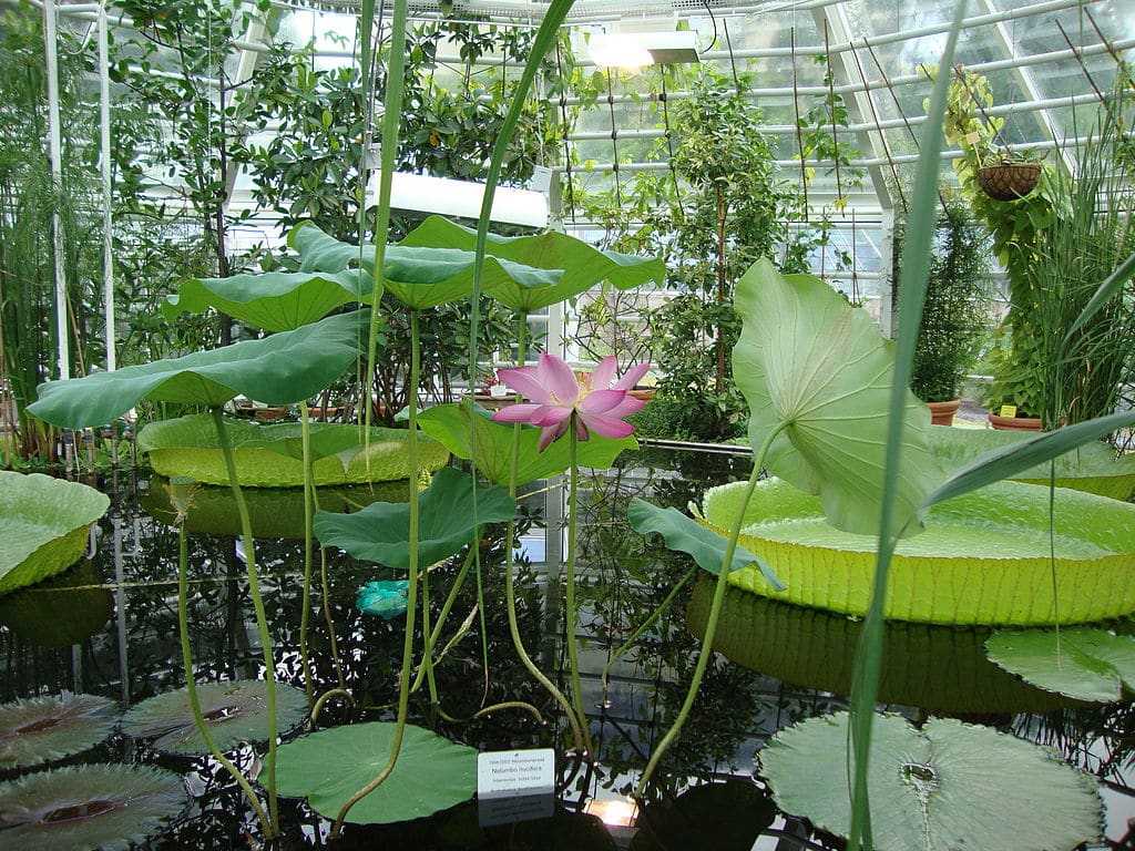 Dans la serre du jardin botanique d'Helsinki - Photo de Anneli Salo