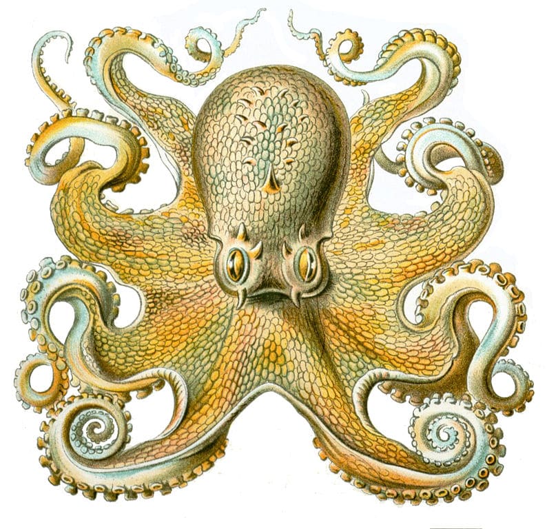 Illustration de pieuvre par Ernst Haeckel