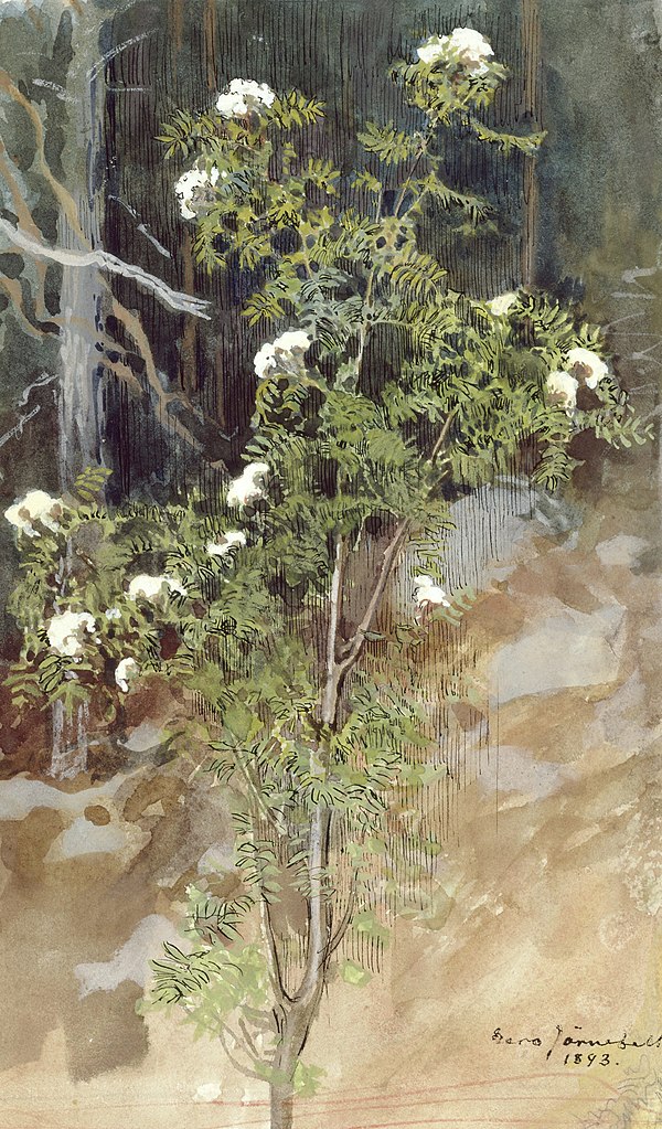 Oeuvre d'Eero Järnefelt (1893) dans le HAM, Helsinki Art Museum.