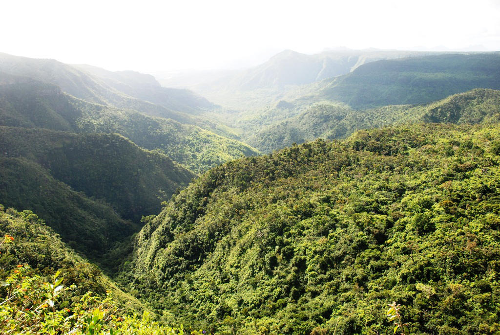 Forêt tropicale de l'Île Maurice.