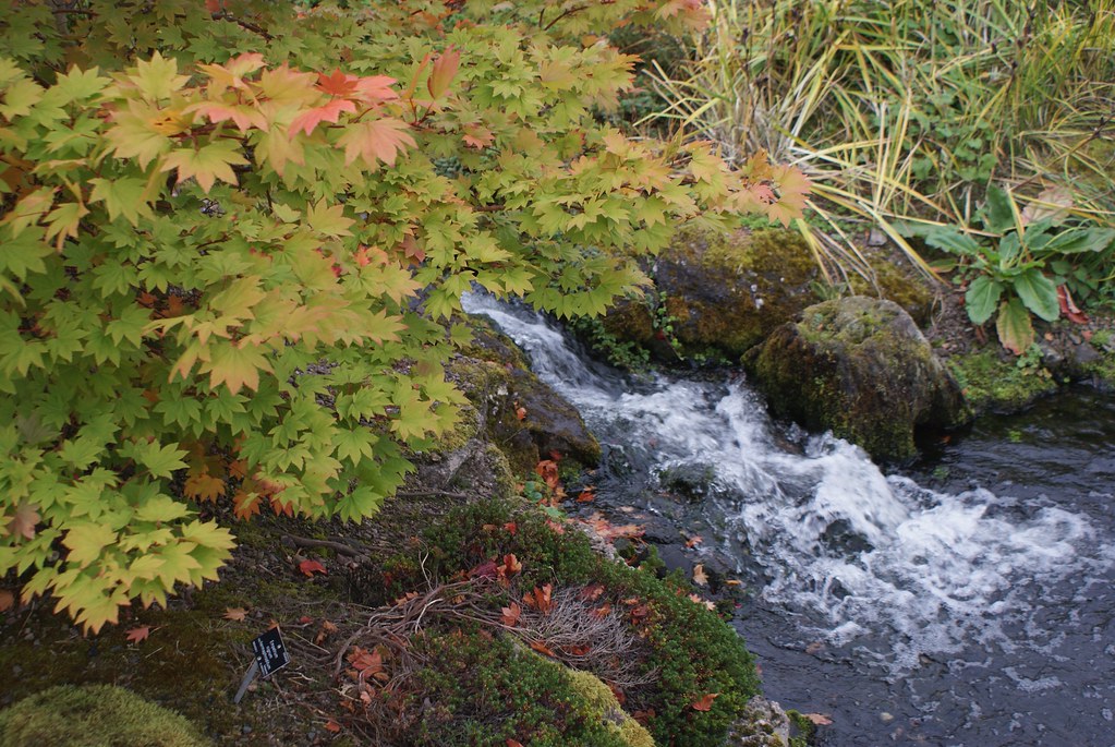 Rivière et plantes de la forêt tempérée au jardin botanique d’Edimbourg.