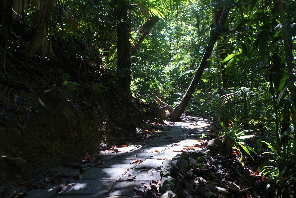 Dans la végétation luxuriante du parc national de Koh Lanta.