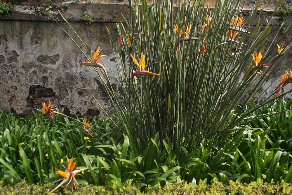 Strelitzias ou oiseaux du paradis au Jardin botanique d'Ajuda à Lisbonne.