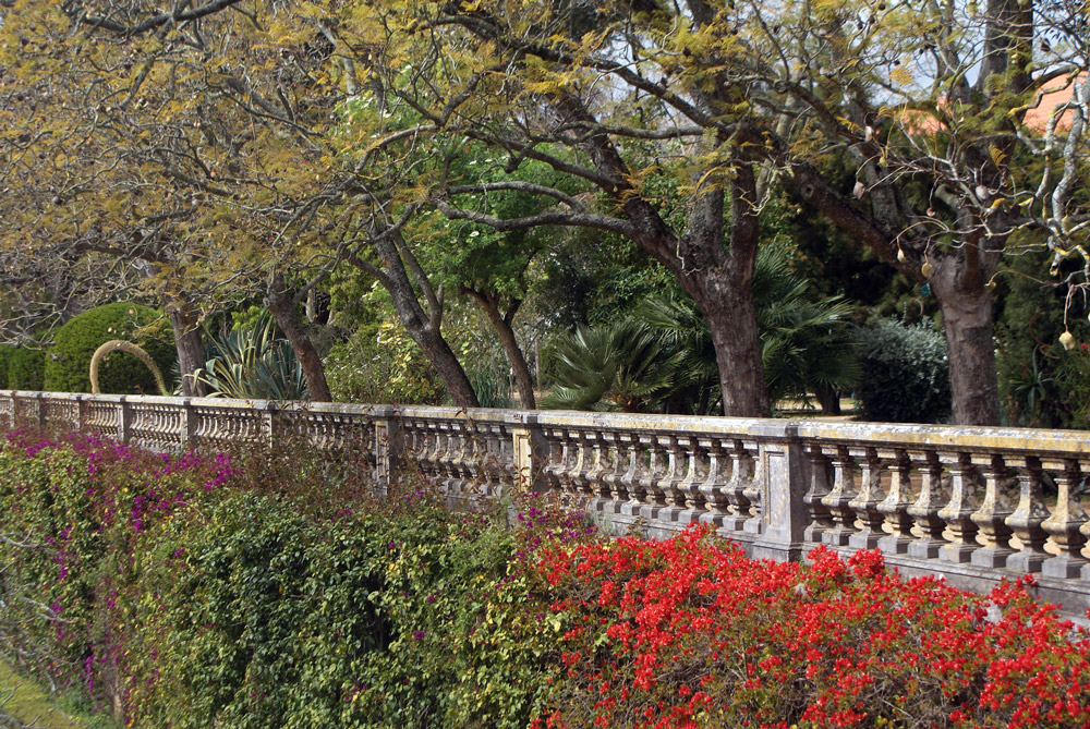 Bougainvillier surplombé par des acacias sur la terrasse du jardin botanique d'Ajuda à Lisbonne.