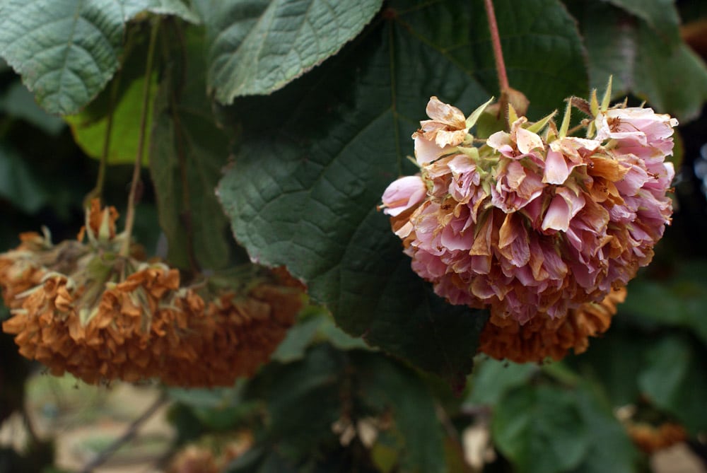 Autre merveille du Jardin botanique d'Ajuda à Lisbonne.