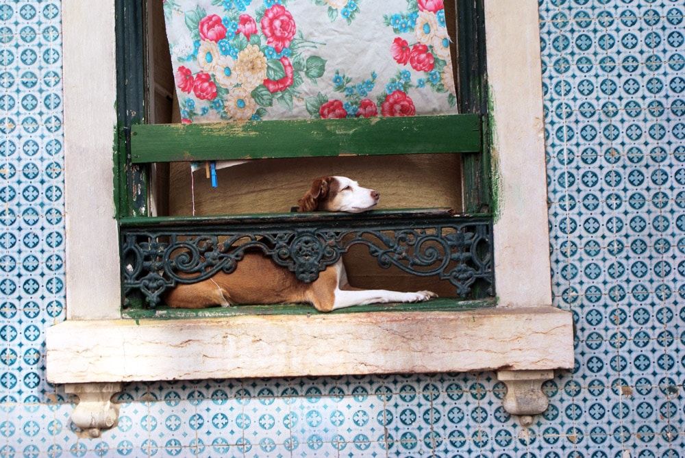 Chien lisboète à sa fenêtre : Tranquille et curieux.