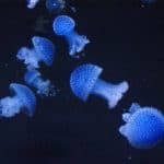 Incontournable aquarium de Lisbonne : 15 000 espèces vivantes !
