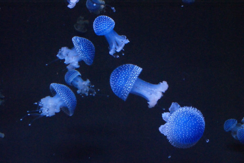 Ballet de meduses hypnotique dans un aquarium de l'océanorium de Lisbonne. Lieu génialissime !