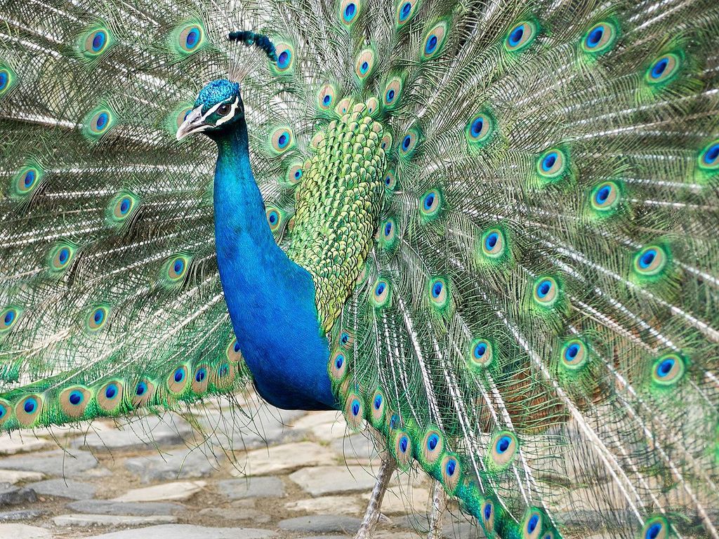 Paon dans l'enceinte du chateau Saint Georges à Lisbonne - Photo de Ajay Suresh