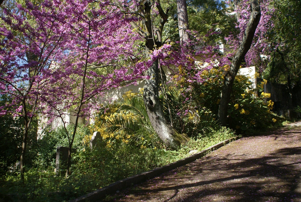 Jeux d'ombre et de couleurs dans le cimetière anglican de Lisbonne.