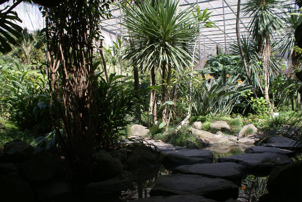 Serre froide du jardin botanique d'Estufa fria à Lisbonne.