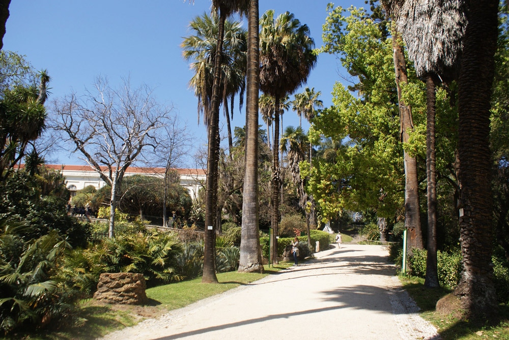 Allée de palmiers dans le jardin botanique de l'Université de Lisbonne