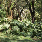 Jardin botanique de Lisbonne : Palmiers et tropiques [Principe Real]