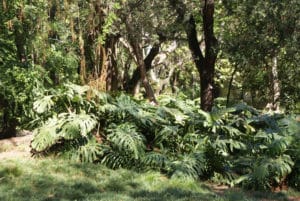 Jardin botanique de Lisbonne : Palmiers et tropiques [Principe Real]