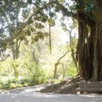 Jardin d’Estrela à Lisbonne : Le jardin préféré des Lisboètes