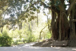 Jardin d’Estrela à Lisbonne : Le jardin préféré des Lisboètes