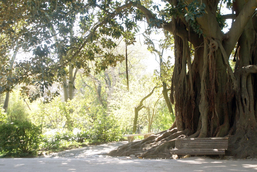 Immense arbre (ficus macrophyllia) dans le Jardin d'Estrela à Lisbonne.